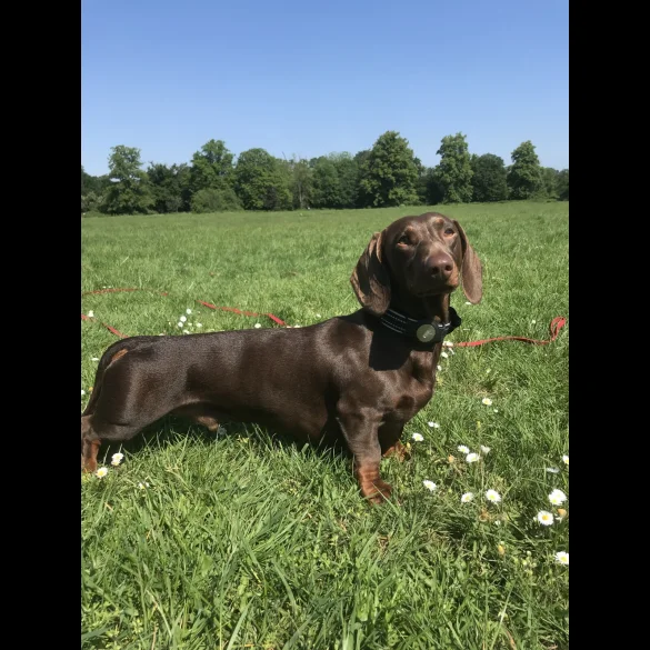 Dachshund (Standard &amp; Miniature)