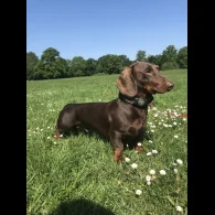 Dachshund (Standard &amp; Miniature)