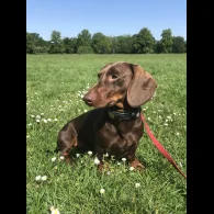 Dachshund (Standard &amp; Miniature)
