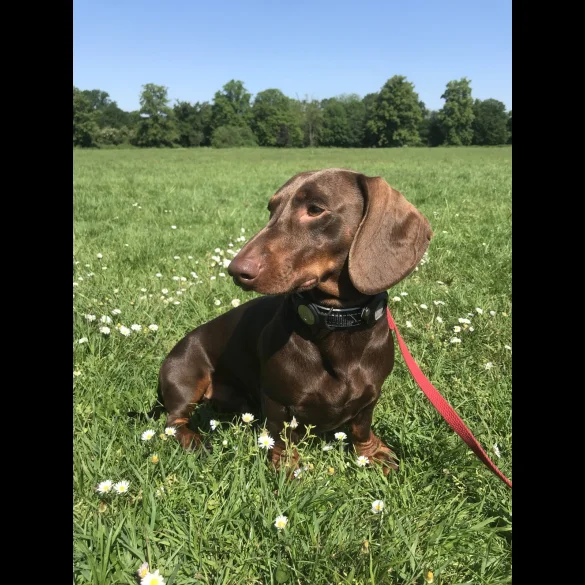Dachshund (Standard &amp; Miniature)