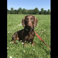 Dachshund (Standard &amp; Miniature)