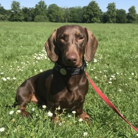Dachshund (Standard &amp; Miniature)