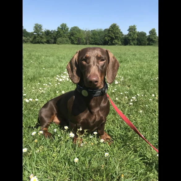 Dachshund (Standard &amp; Miniature)