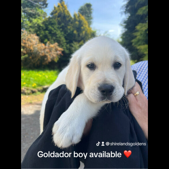 Goldador - Dogs
