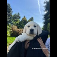 Goldador - Dogs