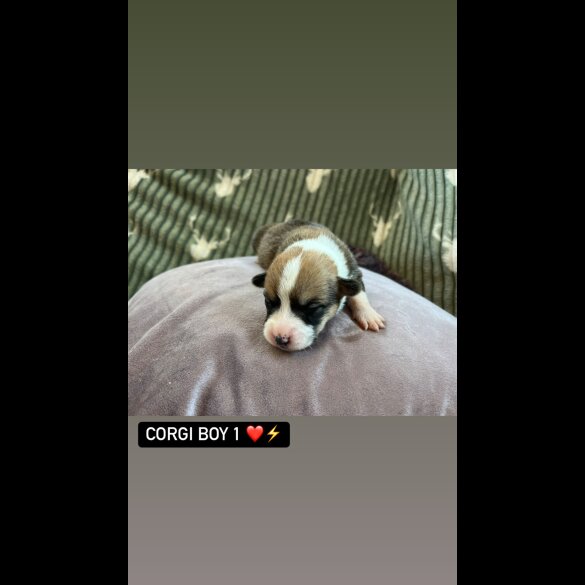 Welsh Corgi - Both