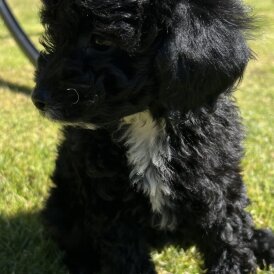 Cavapoo - Bitches