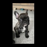 French Bulldog - Bitches