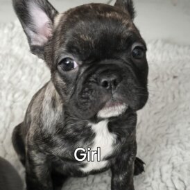 French Bulldog - Bitches