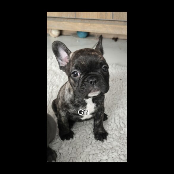 French Bulldog - Bitches