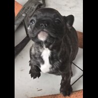 French Bulldog - Bitches