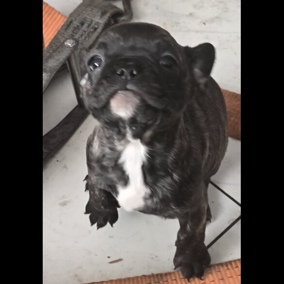French Bulldog - Bitches