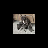French Bulldog - Bitches