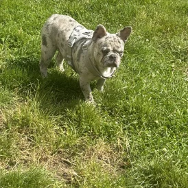 French Bulldog