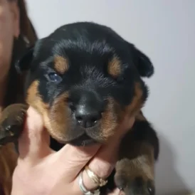Rottweiler - Both
