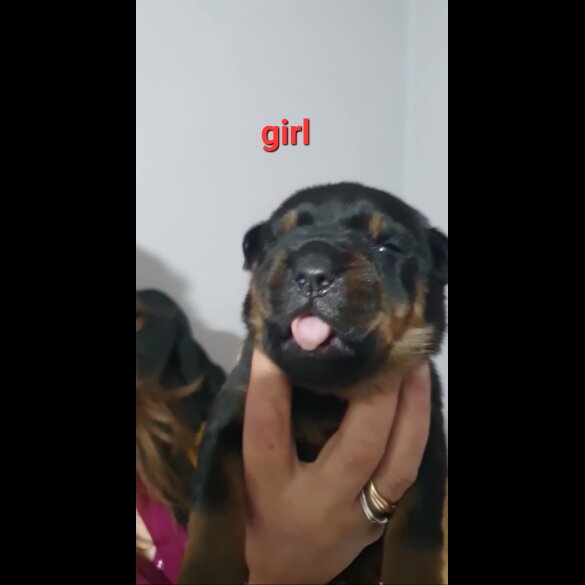 Rottweiler - Both