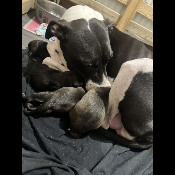 Mixed Breed - Both