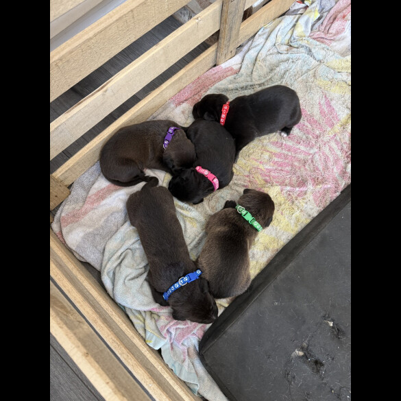 Mixed Breed - Both