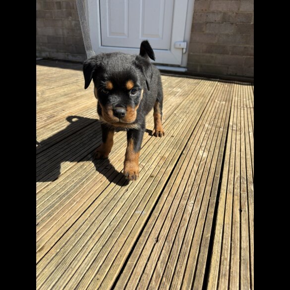 Rottweiler - Both