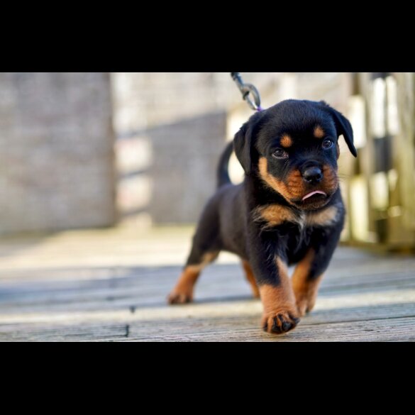 Rottweiler - Both