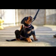 Rottweiler - Both