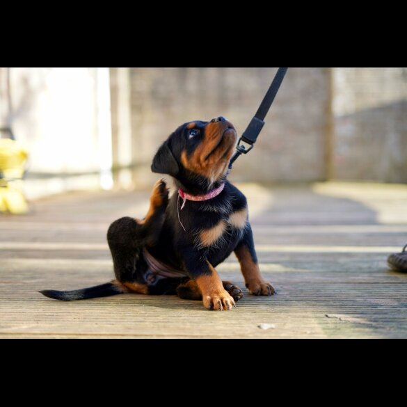 Rottweiler - Both