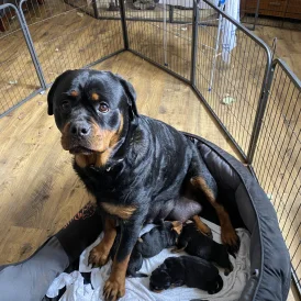 Rottweiler - Both