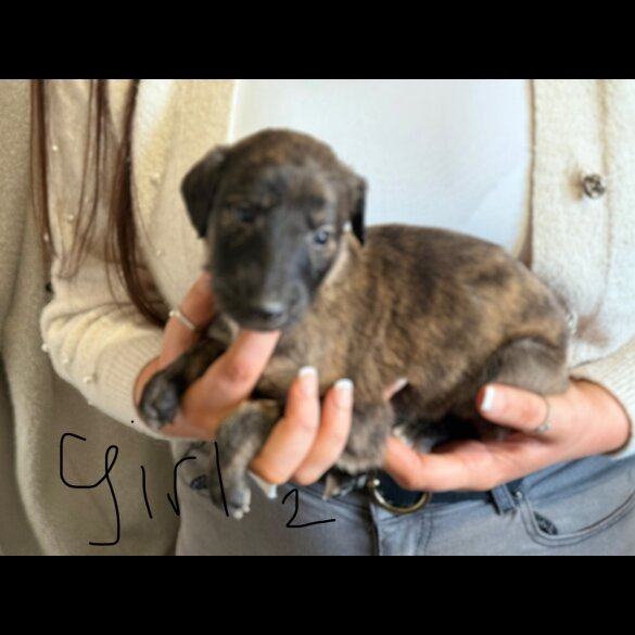 Lurcher - Both