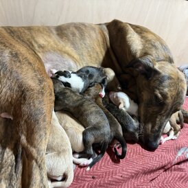 Lurcher - Both