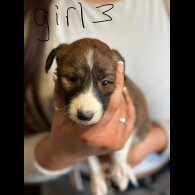 Lurcher - Both