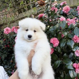 Samoyed - Both