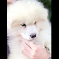 Samoyed - Both