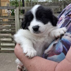 Border Collie - Both