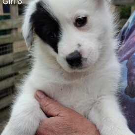 Border Collie - Both