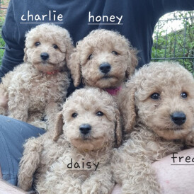 Schnoodle - Both