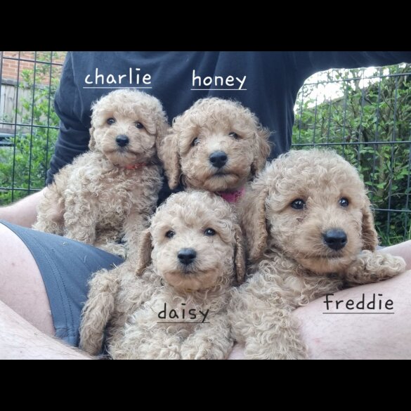 Schnoodle - Bitches