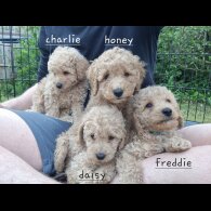Schnoodle - Bitches