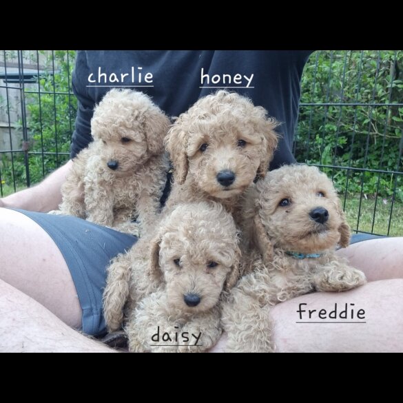 Schnoodle - Bitches