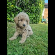 Schnoodle - Bitches