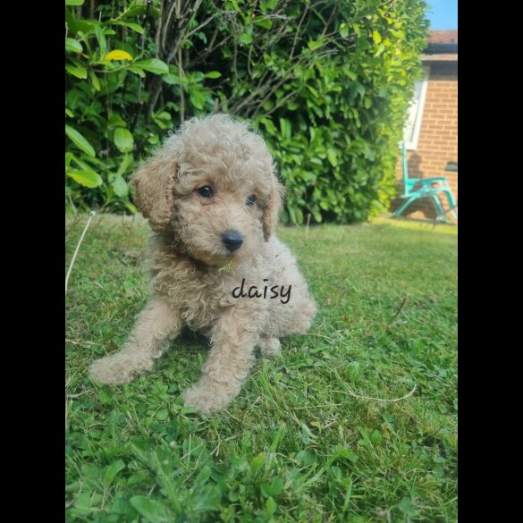 Schnoodle - Bitches