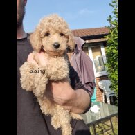 Schnoodle - Bitches