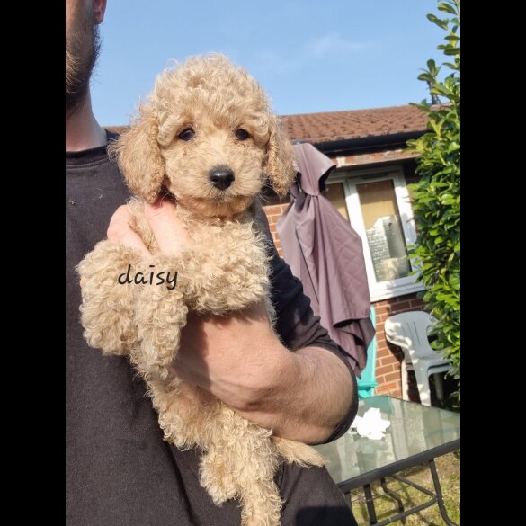 Schnoodle - Bitches