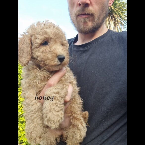 Schnoodle - Bitches