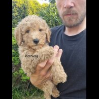Schnoodle - Bitches