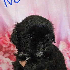 Shih Tzu - Dogs