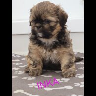 Shih Tzu - Dogs