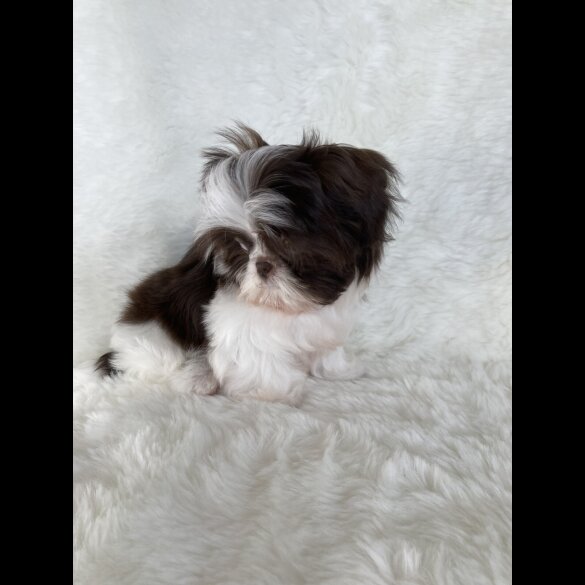 Shih Tzu - Bitches