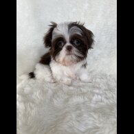 Shih Tzu - Bitches
