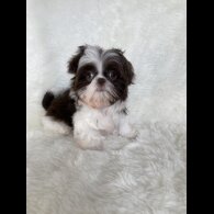Shih Tzu - Bitches