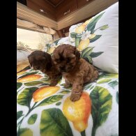 Shihpoo - Dogs